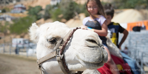 International Camel & Ostrich Races - September 10-12